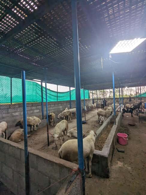 Bangalore: Big Barn Farm Visit with Animal Interactions - What Makes This Tour Stand Out