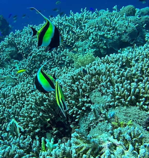 Bantayan Island: Fundive Freediving Excursion - Pricing and Value