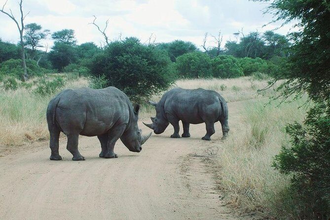 Bathongo Rhino & lion park nature reserve tour - Who Will Love This Tour?