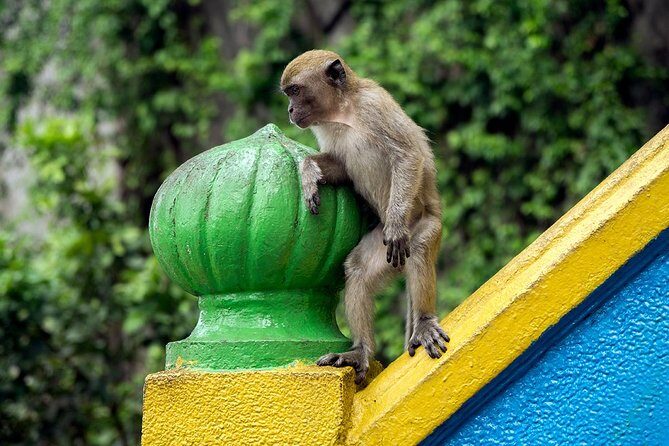 Batu Caves and Watching Fireflies in Kuala Selangor - What to Expect from the Logistics and Service