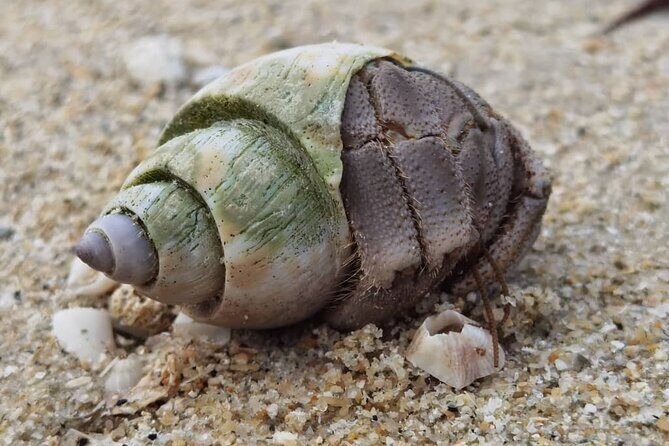 Beachlife & Tidepool Discovery at Desaru Coast Johor |JungleWalla - Why This Tour Is a Great Choice