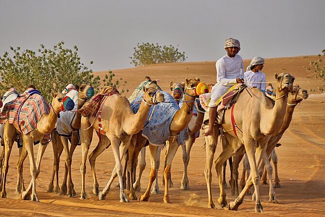 Bediyah: Camel Safari through the Wahiba Sands Desert - Who Will Love This Tour?