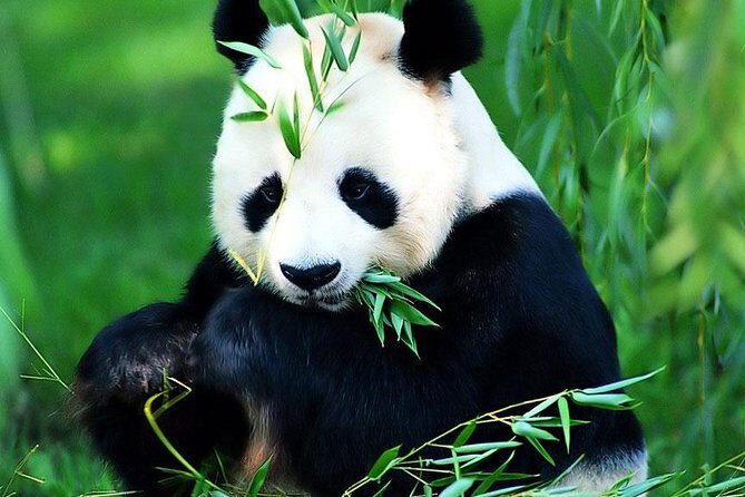 Beijing Historical Tour II including Summer Palace, Lama Temple & Panda Garden - The Sum Up