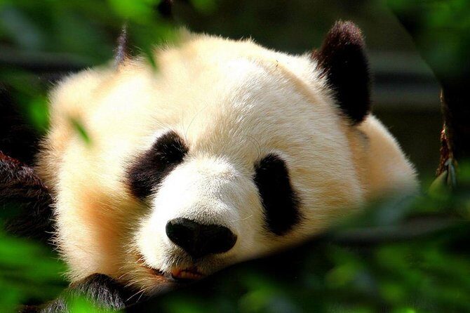 Beijing Private Tour to Beijing Panda House and Mutianyu Great Wall - Who Should Consider This Tour?