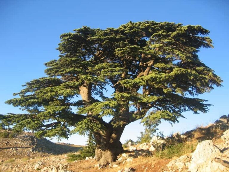 Beirut: Full-Day Guided Tour with Jeita Grotto & Harissa - Practical Details and Value