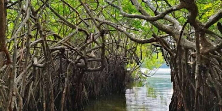 Bentota River Safari -Ahungalla/Bentota/Aluthgama/Kosgoda - Final Thoughts: Who Will Love It?
