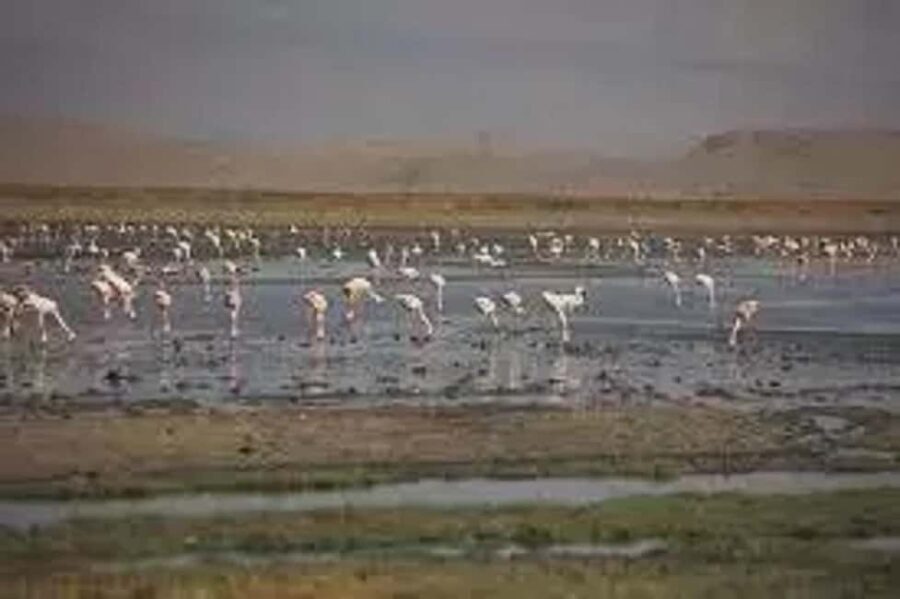 #Best 2-Day Lake Natron With OI Doinyo Lengai Hiking Tour - Who This Tour Is Best For