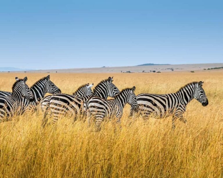 Best 7-Day Private & Luxury Tanzania Safari - Finest Safaris - What Makes This Safari Stand Out?