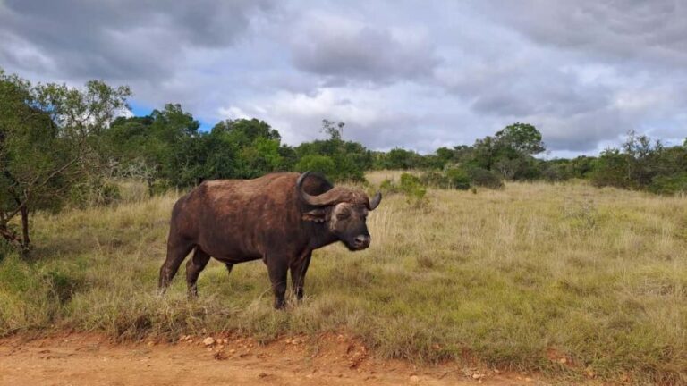 Best Addo Elephant park safari! - Why Choose This Safari?