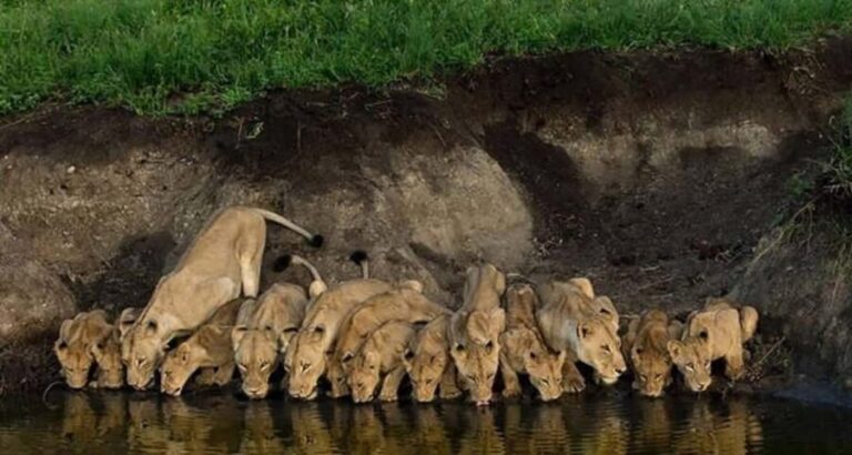 Best Big Five Safari Day Trip Ngorongoro Crater - The Sum Up