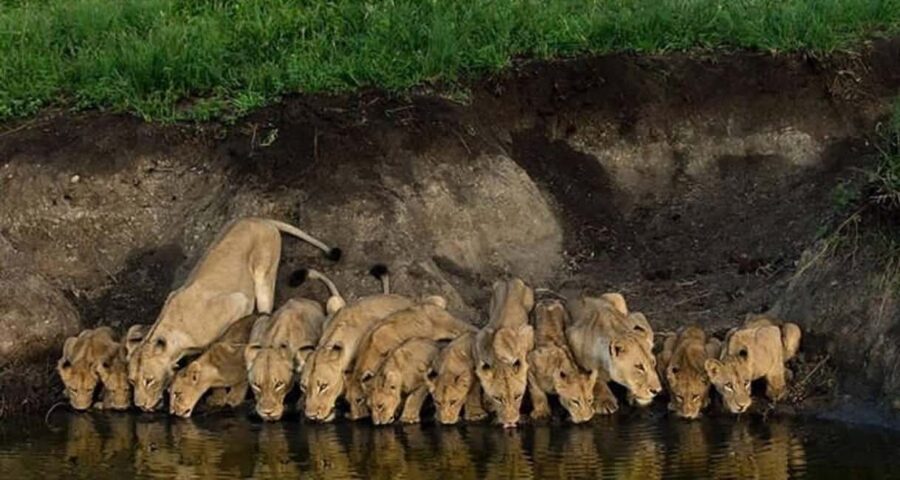 Best Big Five Safari Day Trip Ngorongoro Crater - The Sum Up