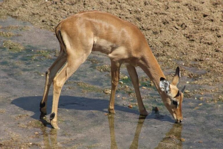Best day trip safari from Zanzibar to Mikumi NP by flight - Values and Considerations