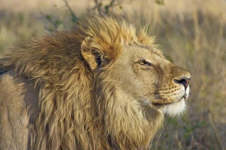 Best day trip safari from Zanzibar to Mikumi Park by flight - What this tour includes and what it means for you