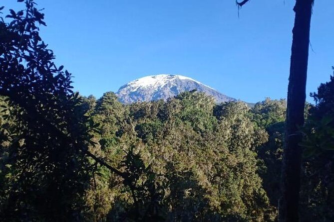 Best Kilimanjaro hiking day trip tour with Kilinge Adventures - What Travelers Say: Authentic Experiences and Challenges