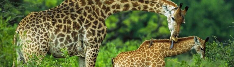 best of Arusha National Park Day Trip with Game Drive - Authentic Experiences and Real Traveler Feedback