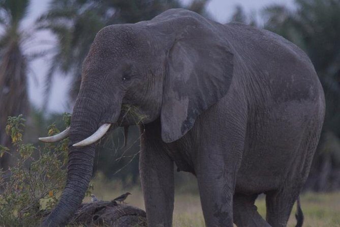 Best of Kenya Safari - The Itinerary: A Day-by-Day Breakdown