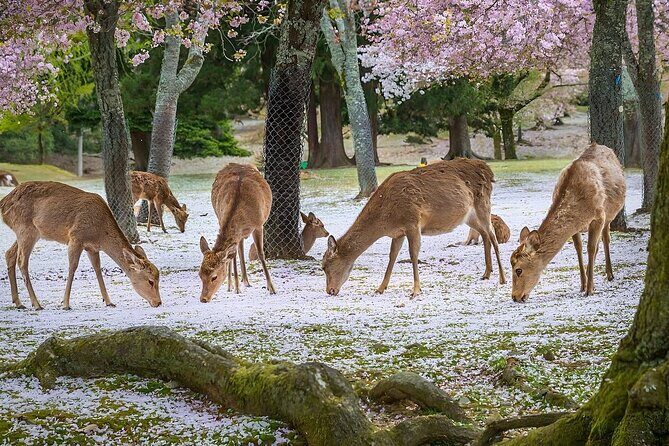 Best of Nara in Full Day Todaiji, Deer Park &Buddha Private Tour - What Makes This Tour Stand Out