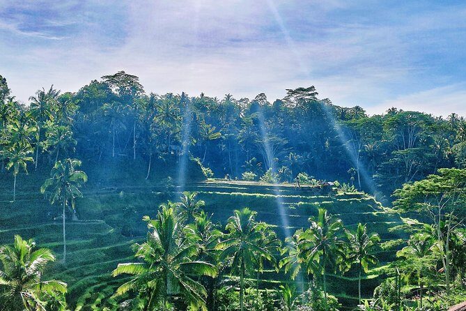 Best of Ubud - Full day Tour + FREE WI-FI - What Makes This Tour Stand Out?