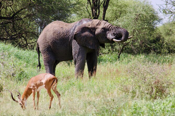 Best Safari and Zanzibar 10-Days Excursions - Authentic Traveler Feedback
