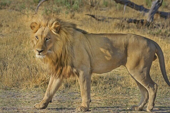 Best South Africa Tour to Kruger National Park and Cape Town - Practical Details and Considerations