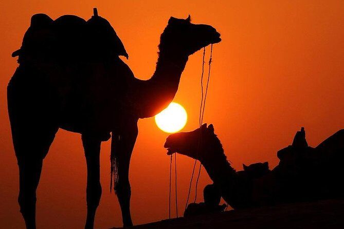 Best Sunset Camel Ride with tea break in the Palm Grove of Marrakech - The Sum Up