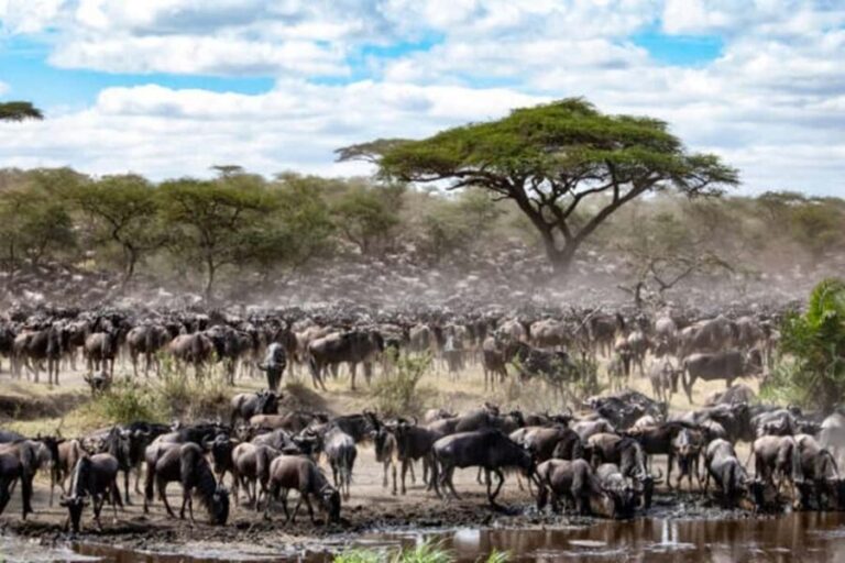 Best Tanzania Safari 7-Day Serengeti Wildebeest Migration - What Makes This Tour Stand Out
