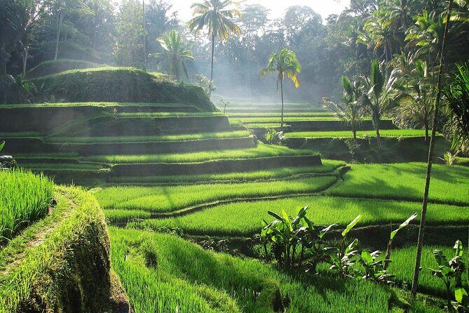 Best Ubud Tour Private Tour All Inclusive Package - Transportation and Flexibility