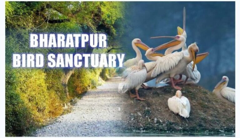 Bharatpur Bird Sanctuary Tour with Pickup and Drop - The Itinerary Breakdown: What You Can Expect