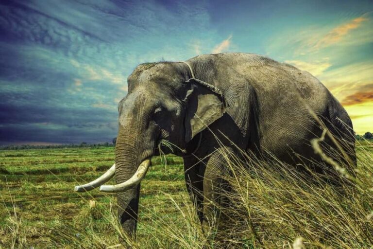 Bharatpur Bird Watching & Elephant Rescue Centre From Delhi - Practical Details and What to Expect