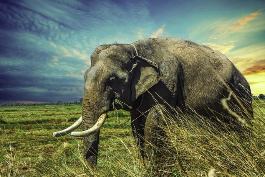 Bharatpur Bird Watching & Elephant Rescue Centre From Delhi - Practical Details and What to Expect