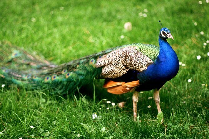 Bharatpur Bird watching & Wildlife from Delhi - Bird Watching: A Visual Feast