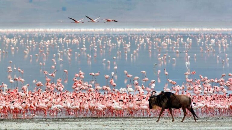 Big 5 Exploring in Ngorongoro Crater. - What Makes This Tour Stand Out?