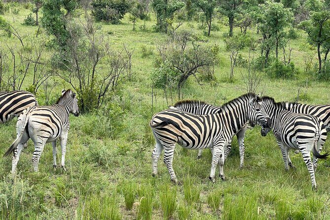 BIG 5 Kruger 4 Day Safari From Johannesburg - What’s Included and What’s Not