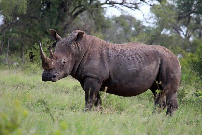 Big 5 Kruger National Park 2 Days Safari from Johannesburg - What’s Included and What’s Not