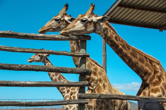Big 5 Safari Aquila Full Day Private Return From Cape Town - The Itinerary Breakdown: What to Expect