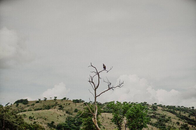 Big 5 Safari Day Trip - Authentic Experiences and Reviews