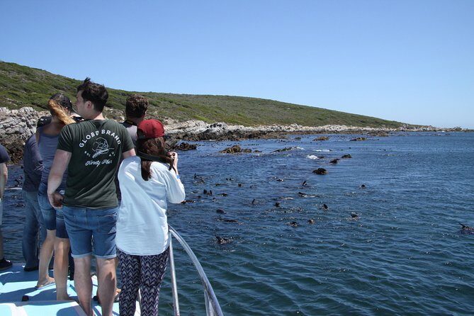 Big 5 Sea Safari in Walker Bay from Gansbaai - Who Should Consider This Tour?
