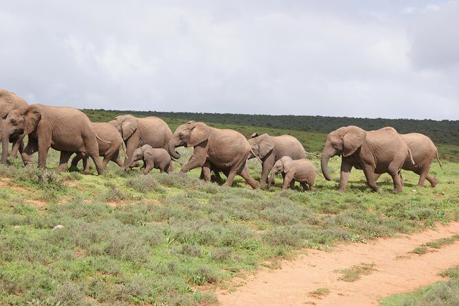 Big 5 Tour from Port Elizabeth - Exploring the Big 5 from Port Elizabeth: A Practical Guide to the Addo Elephant Park Tour