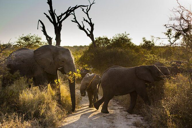 Big Five Afternoon Game Safari in Kruger National Park from Hazyview - Authenticity and Authentic Encounters