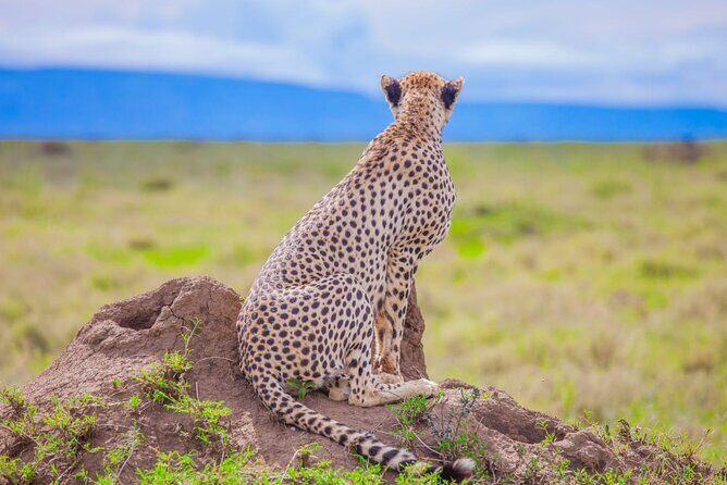 Big Five Classic Safari in Tanzania **Sustainable Travel approach - Who Is This Tour Best For?