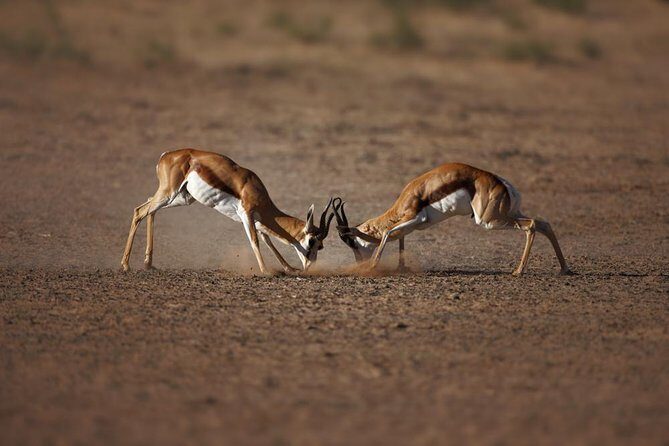 Big Five Game Reserve Wildlife Safari from Cape Town - The Reserve Itself: Wildlife, Birdlife, and Scenery