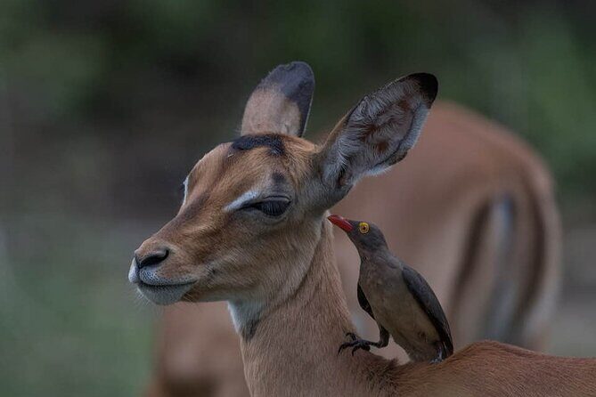 Big Five Safari In Tanzania