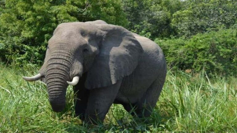 Big Five Safari Tour: Unforgettable wildlife viewing in Tanzania - Who Is This Tour Best For?