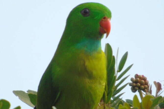 Bird Watching at Kodachadri - The Experience in Detail