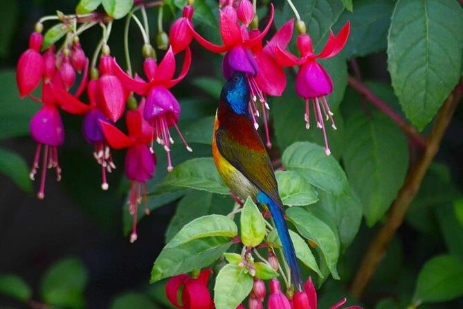 Bird Watching Doi Inthanon - What Makes This Tour Stand Out?