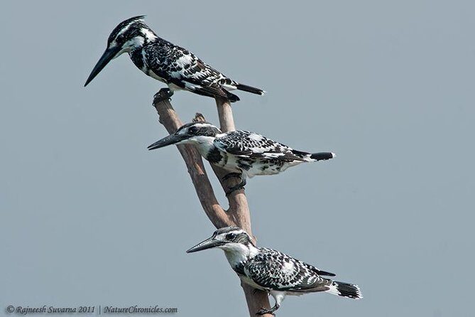 Birding & Bird Photography tour in Bangalore - Who Should Consider This Tour?