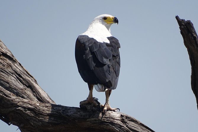 Birding Safari Experience in Livingstone - MINIMUM 2 PEOPLE - What Reviewers Say About the Experience