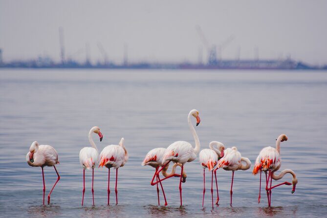 Birding Tours in Walvisbay and surrounds - In-Depth Breakdown of the Itinerary