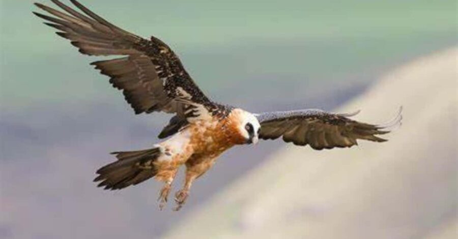 Birding Watching tours to the Simien Mountains and Lake Tana - Transportation, Guides, and Group Size