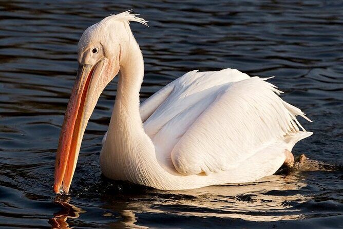 Birdwatching by Boat at Kalametiya Sanctuary - Who Will Love This Tour?